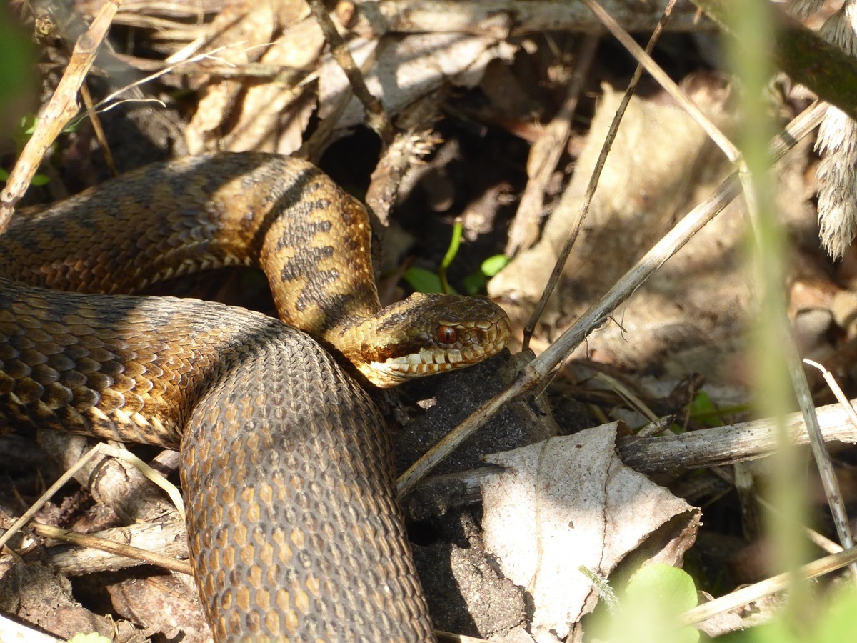 Female Adder